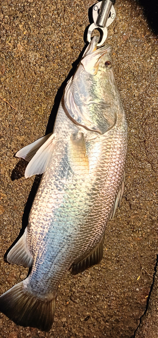 Silver barramundi caught at night