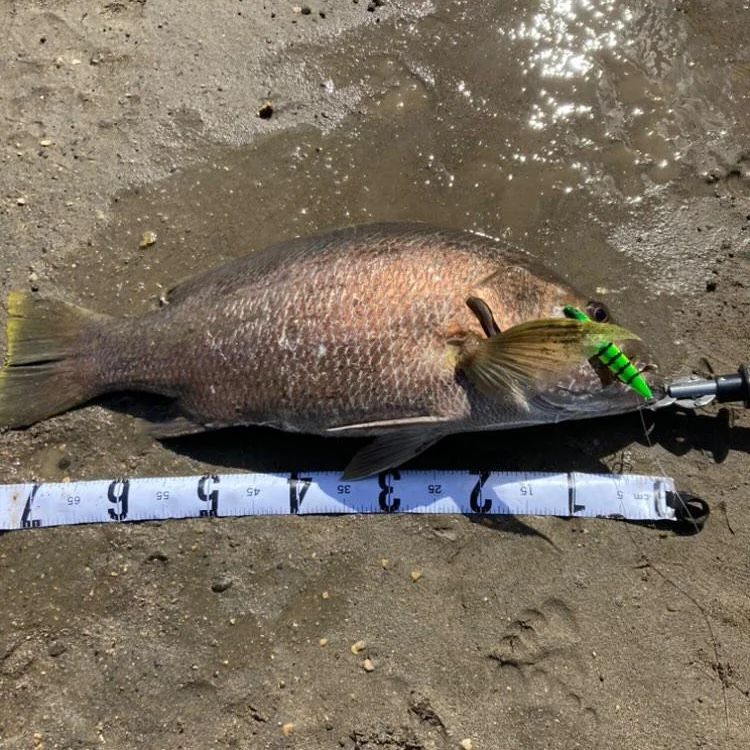 Papuan blackbass with a green lure, measured on the riverbank
