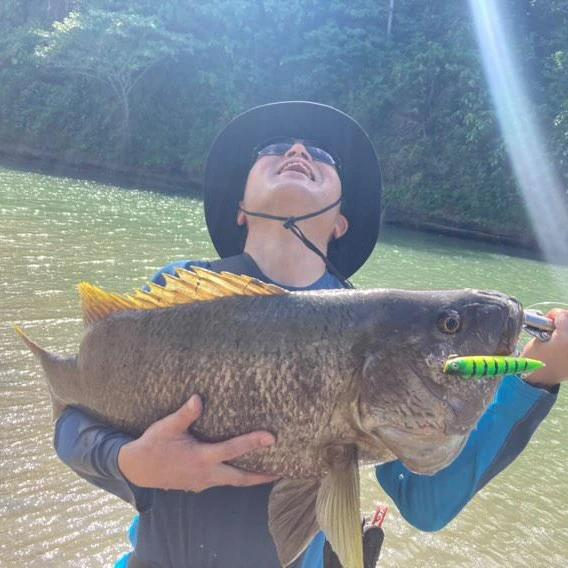 Papuan blackbass with a green lure in its mouth