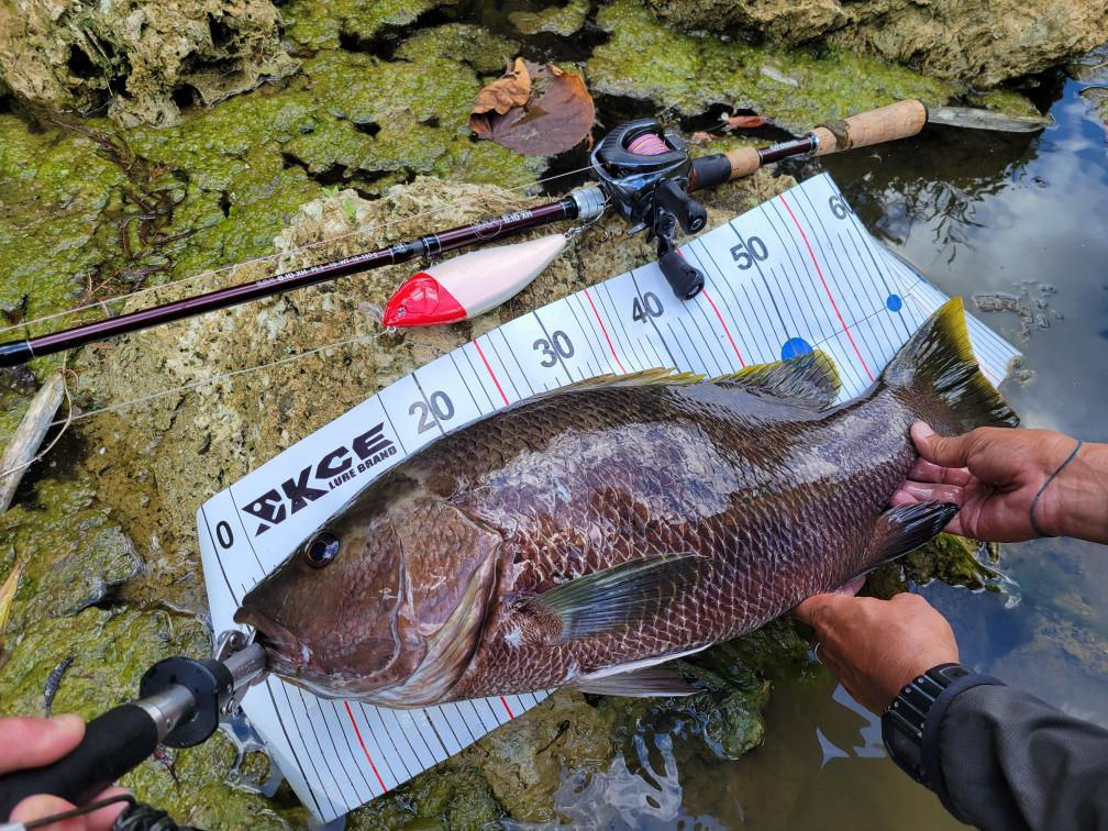 Measuring a monster fish