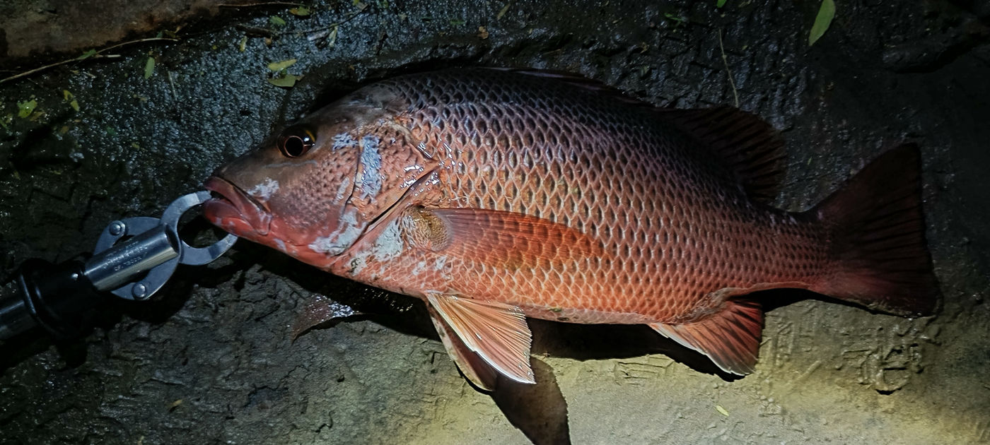 Mangrove jack caught at night
