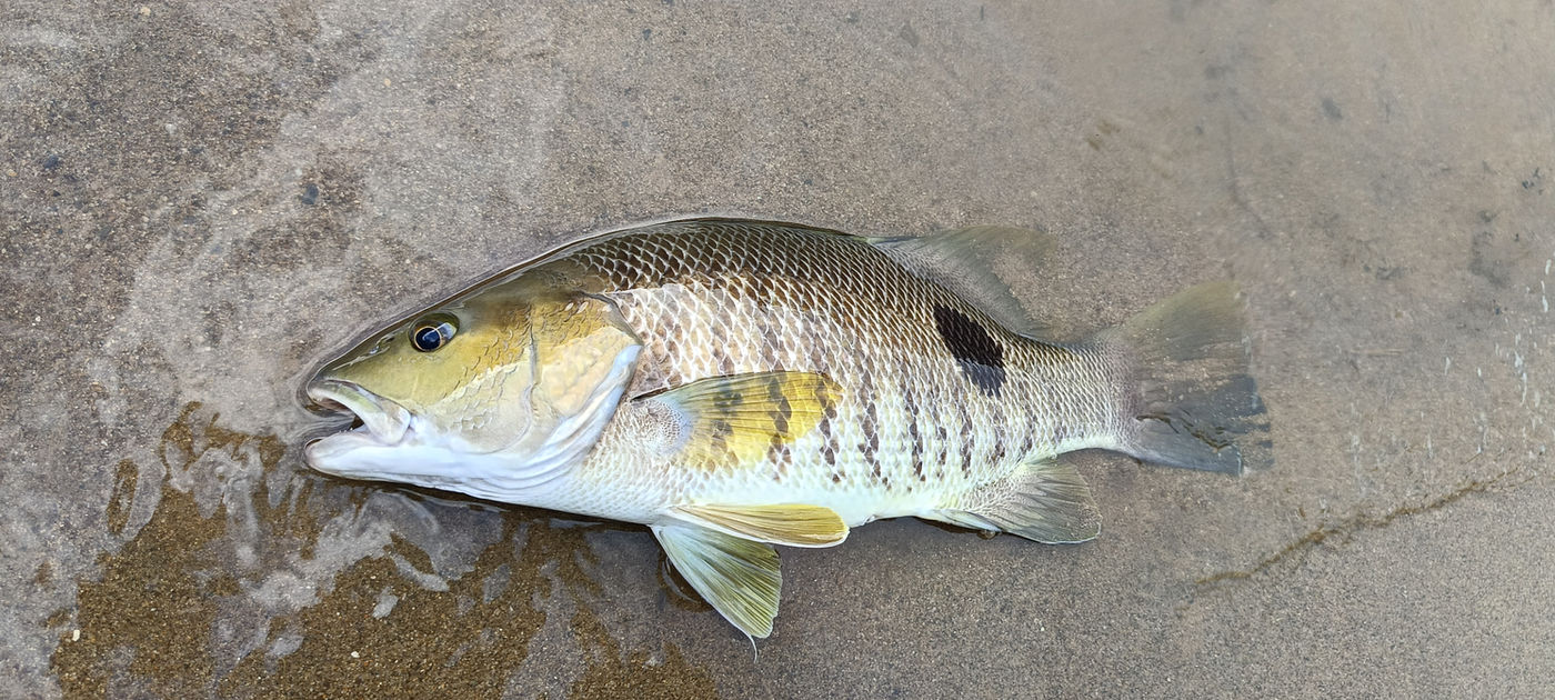 Beautiful spot-pattern snapper on the ground